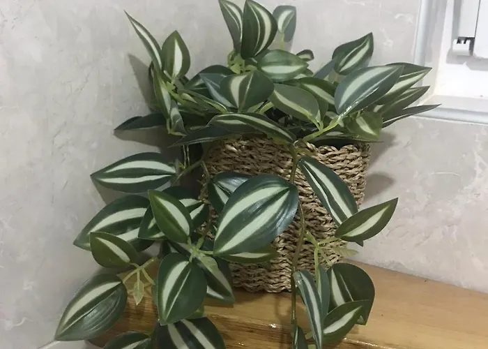 شقة Zilic موستار